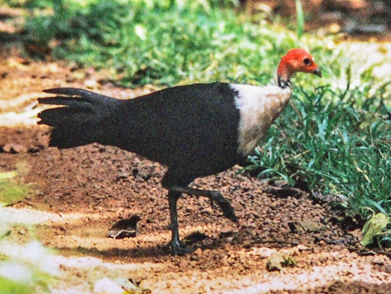 6 Different Types Of Guinea Fowl 6 Different Types Of Guinea Fowl