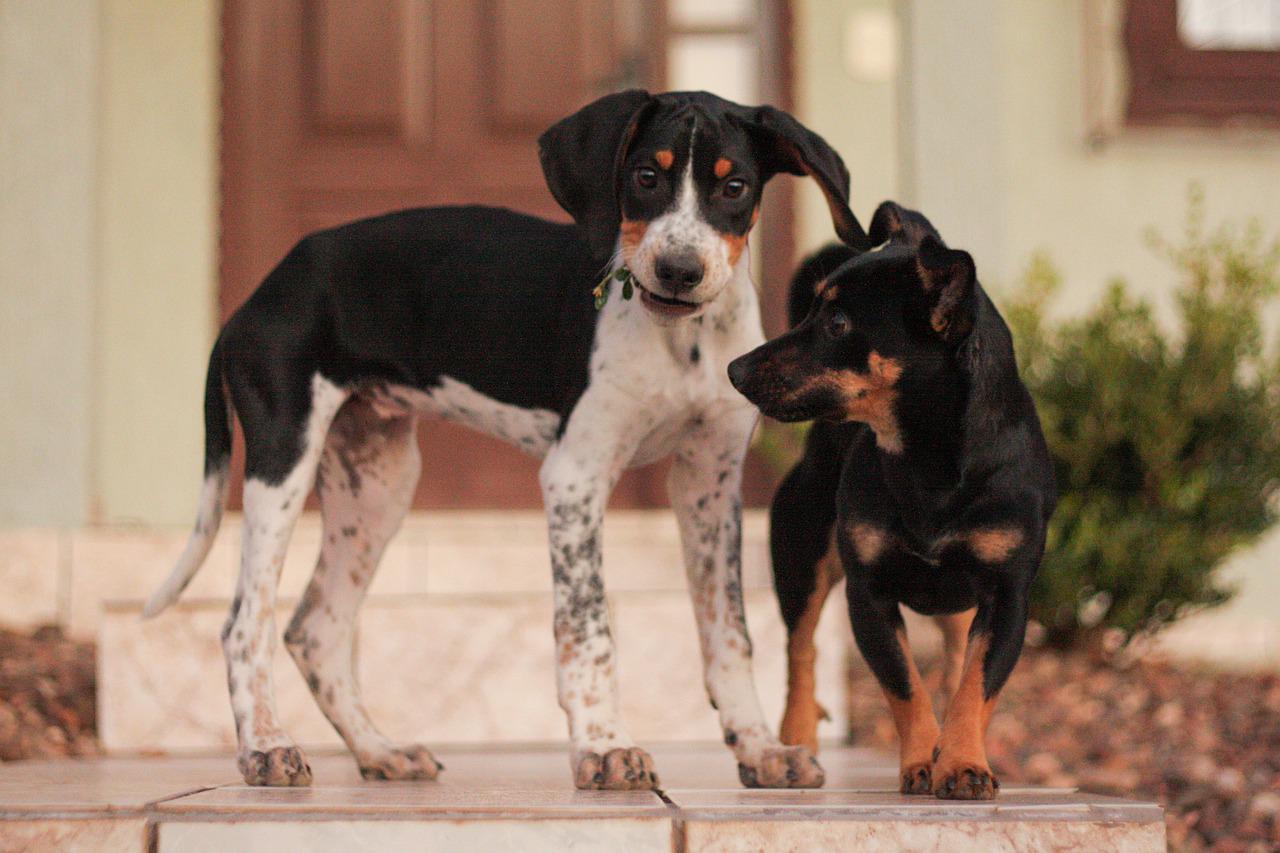 can a american foxhound and a chihuahua be friends