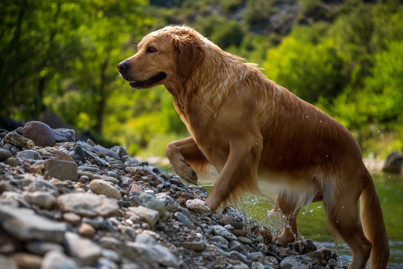 is grain free dog food bad for golden retrievers