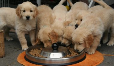 Best Limited Ingredient Dog Foods