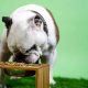 Chicken Free Dog Food
