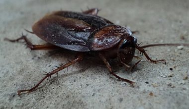 Different Types of Cockroaches in Florida