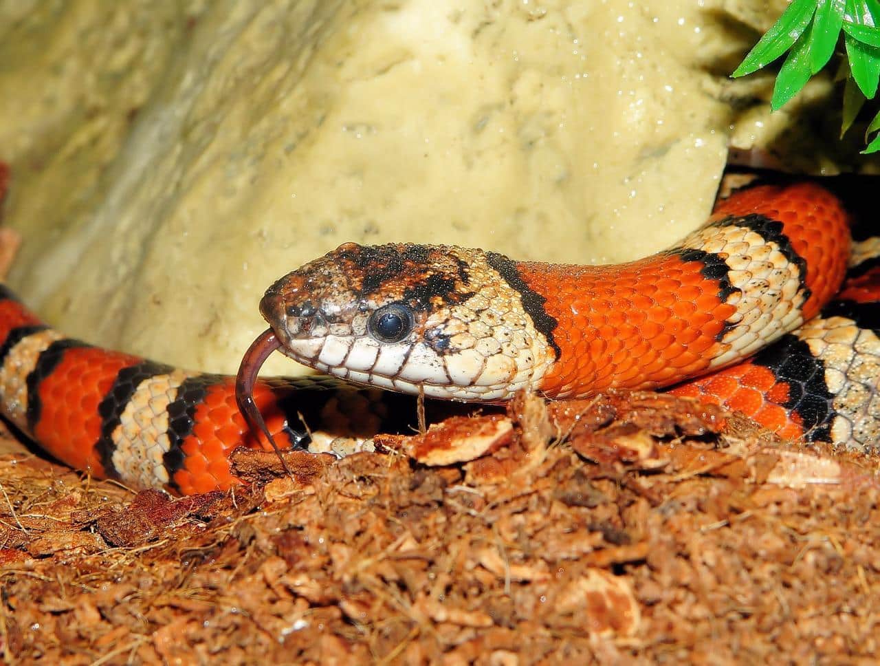 15 Different Types of Kingsnakes