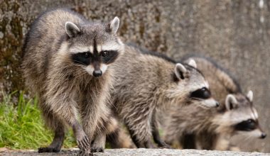 Different Types of Raccoons