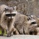 Different Types of Raccoons