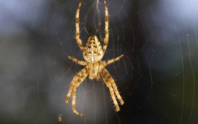 Different Types of Spiders in Colorado