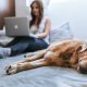 Dog Breeds for Lazy People