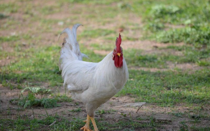 Top 7 Fighting Chicken Breeds