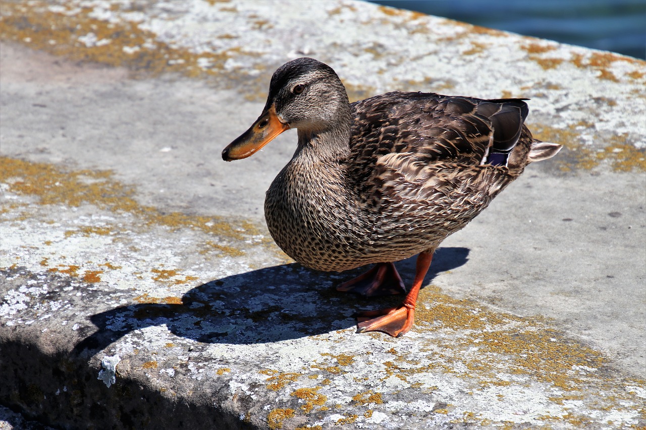 4 Types of Gray Duck Breeds