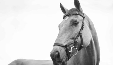Horse breeds for beginners