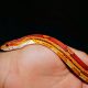 how much does a corn snake cost