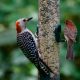 How to Stop Woodpeckers From Pecking Houses