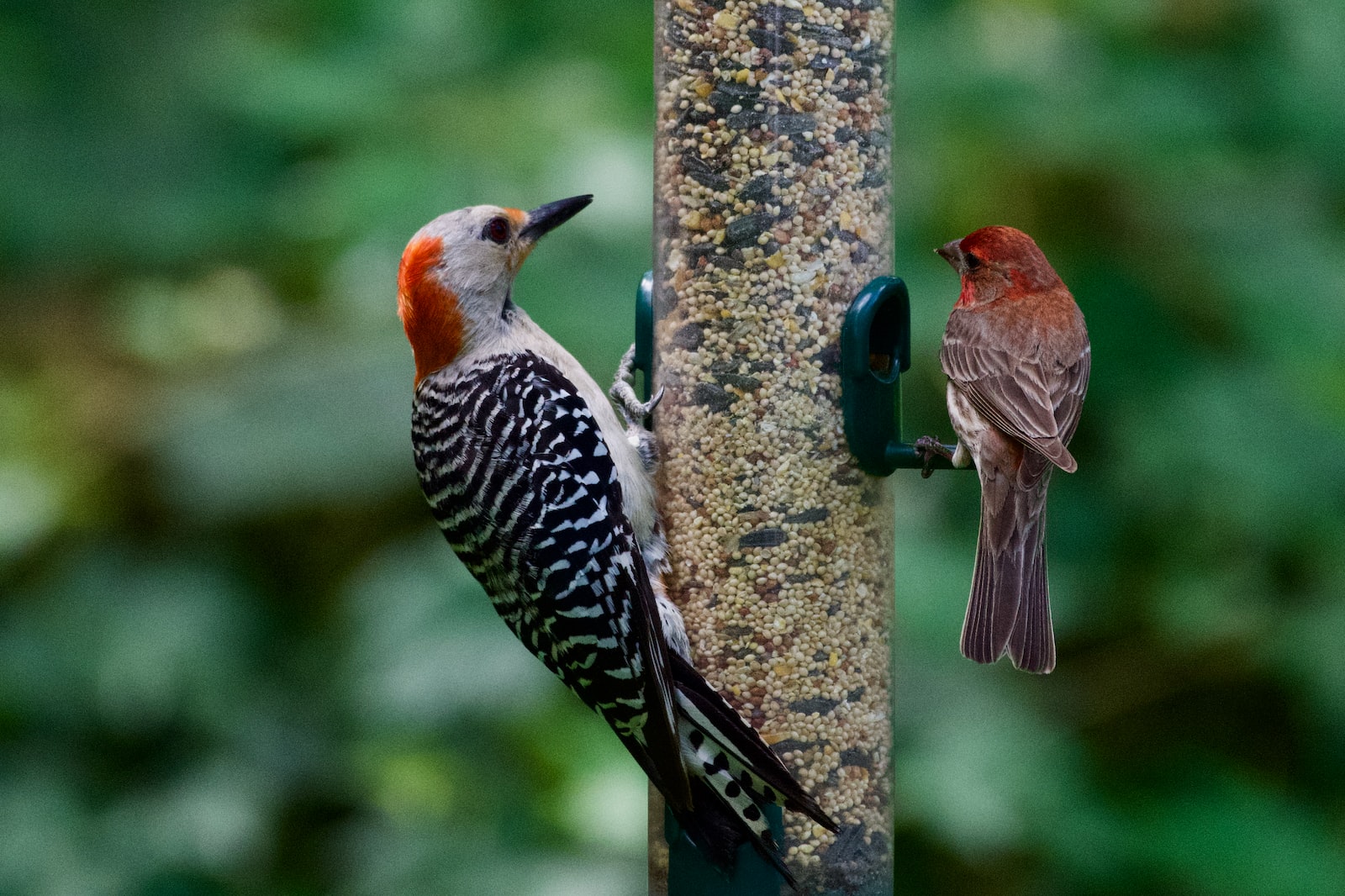 How To Stop Woodpeckers From Pecking Houses   How To Stop Woodpeckers From Pecking Houses 