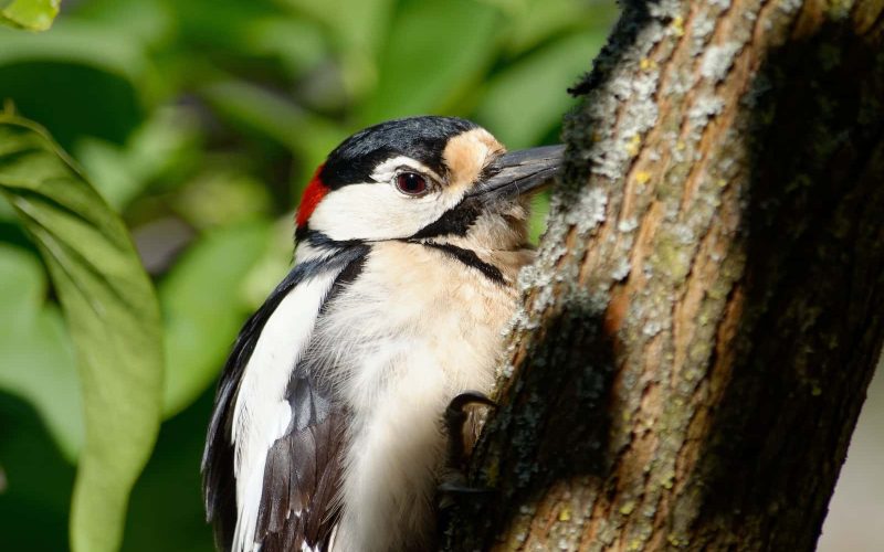 Largest Woodpeckers in the World