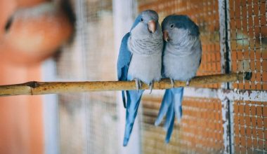 Low-maintenance Pet Birds for Beginners