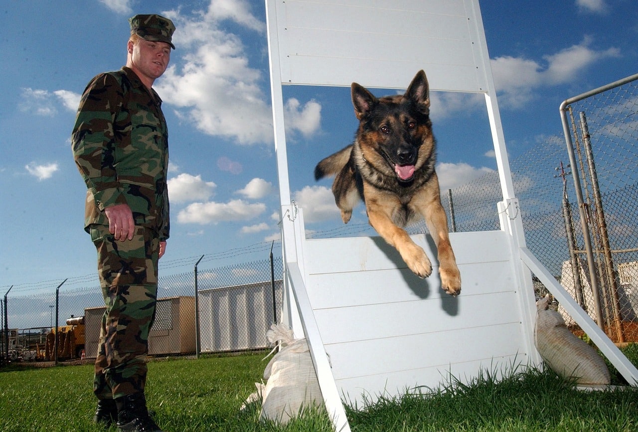 100-military-dog-names