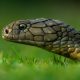 Most Venomous Snakes in Australia
