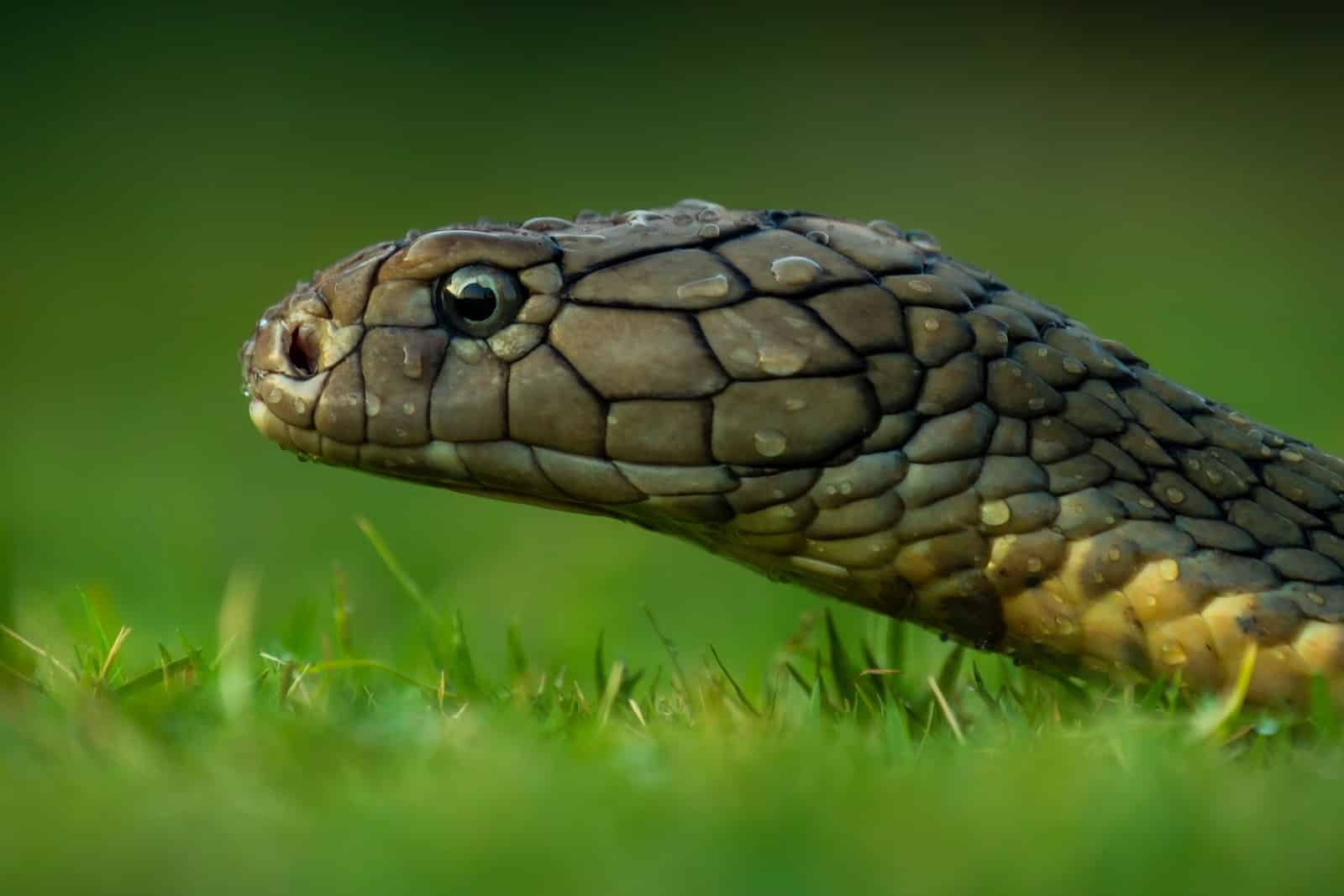 Most Venomous Snakes in Australia