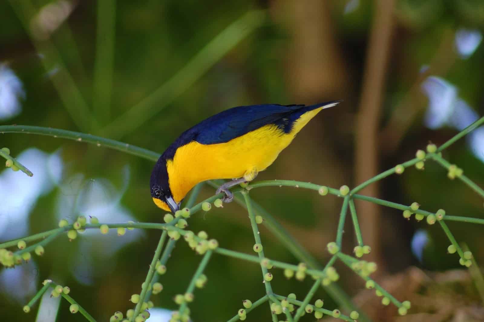 Top 10 Plants That Are Poisonous to Birds