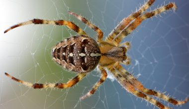 Poisonous Types of Spiders