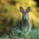 Rabbit Breeds to Keep as Pets