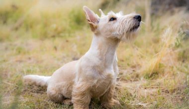 Terrier Dog Breeds