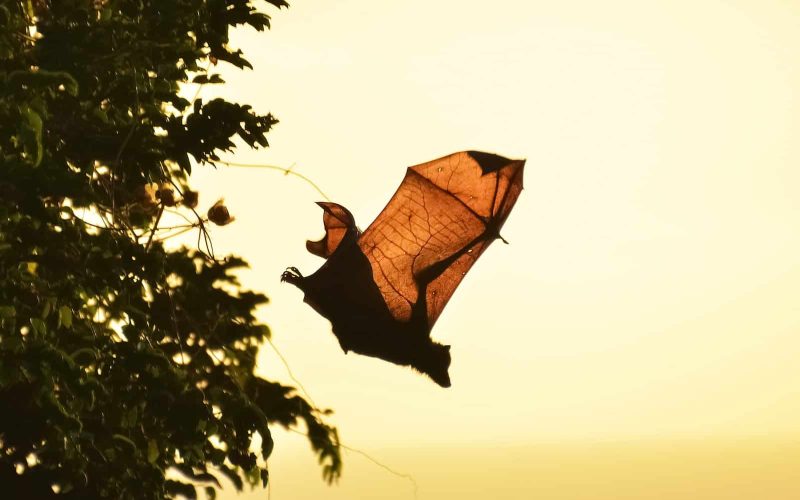 Types of Bats in Chicago
