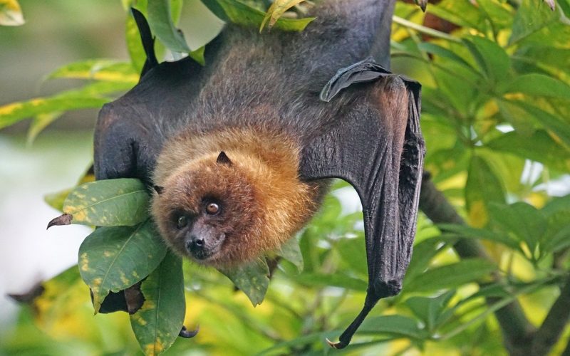 Types Of Bats In Oregon