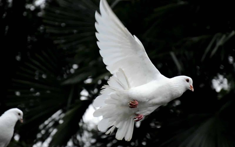 Types of Doves in Australia