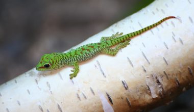 types of geckos in florida