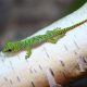 types of geckos in florida