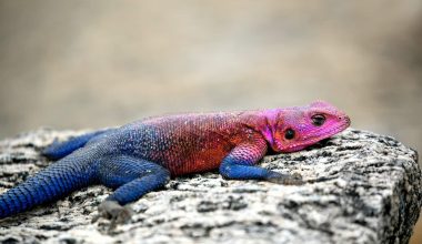 Types of Lizards In Arizona