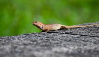 Types of Lizards in Georgia