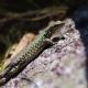 Types of Lizards in Tennessee
