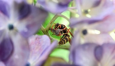 Types of Paper Wasps