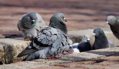 Types of Pigeons in Asia