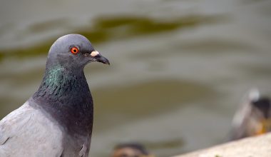 Types of Pigeons in California