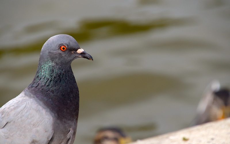 Types of Pigeons in California