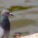 Types of Pigeons in California