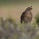 Types of Quail in India