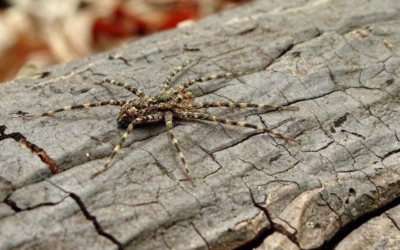 Types of Spiders in Alabama