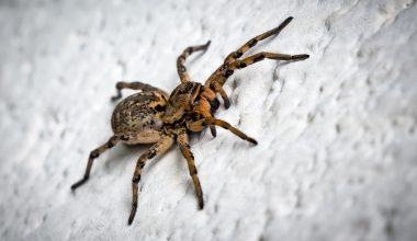 Types of Spiders in Australia