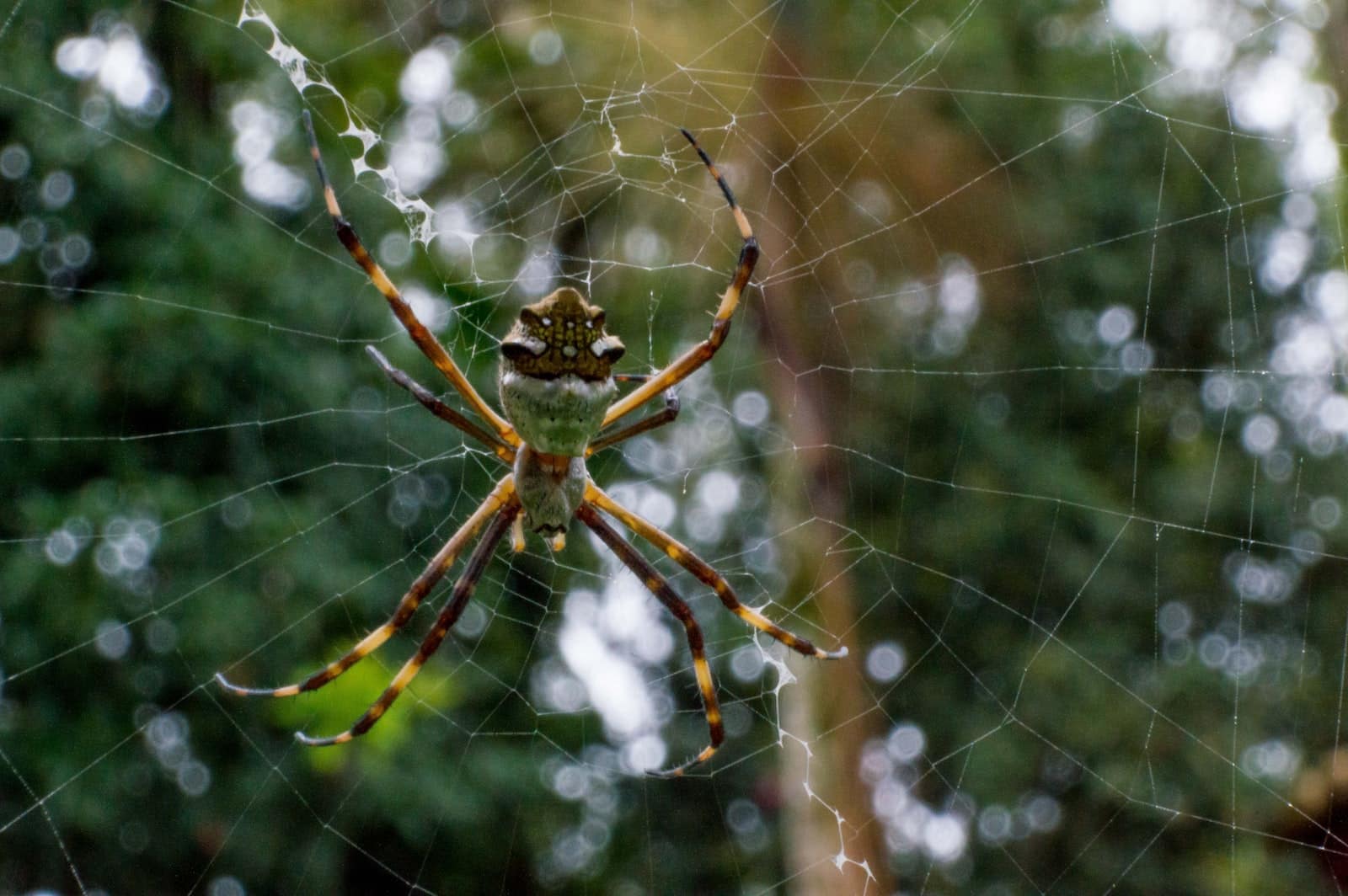 18 Different Types of Spiders in Chicago