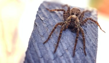 Types of Spiders in Missouri