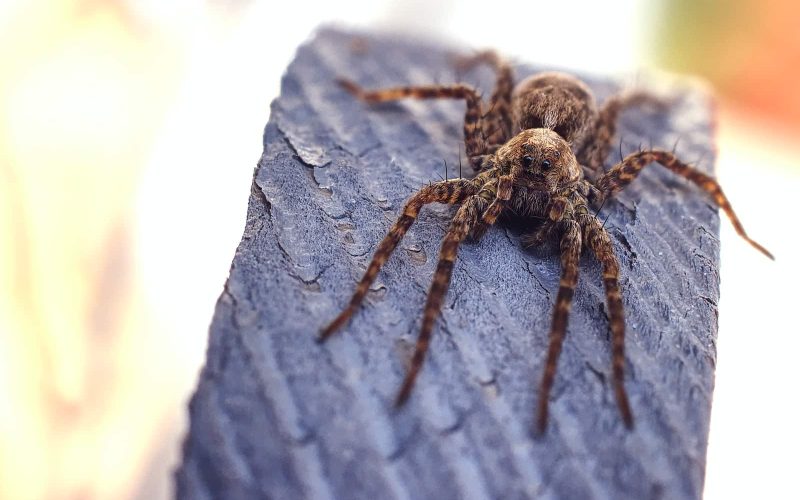 Types of Spiders in Missouri