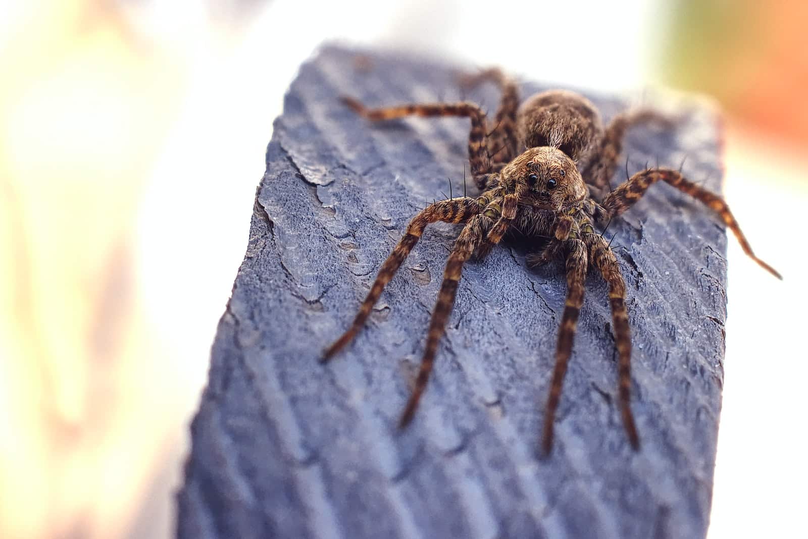 37 Most Common Types of Spiders in Missouri