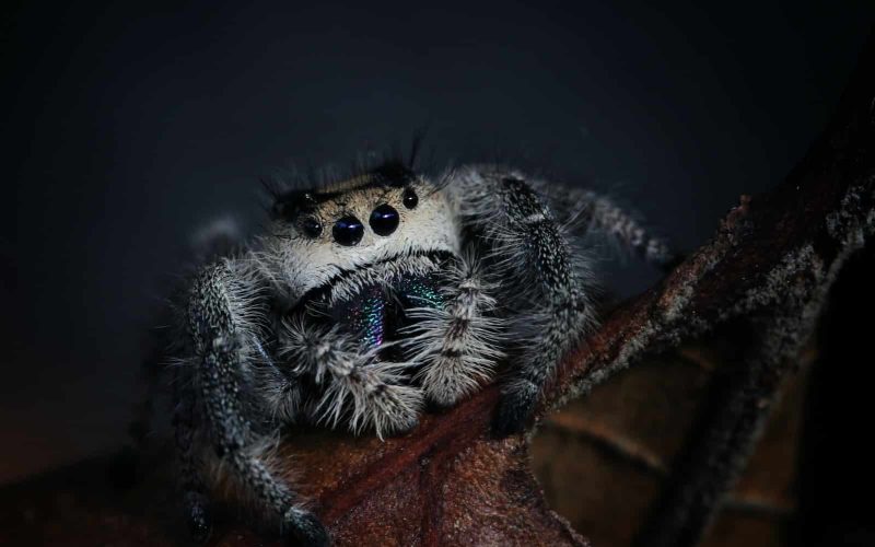 30 Different Types of Spiders in New York