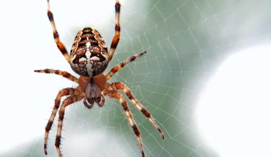 Types of Spiders in Ohio