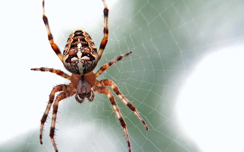 19 Types of Spiders in Ohio and Where to Find Them