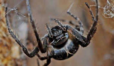 Types of Spiders in Oklahoma